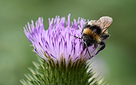 Humble bee on Thistle